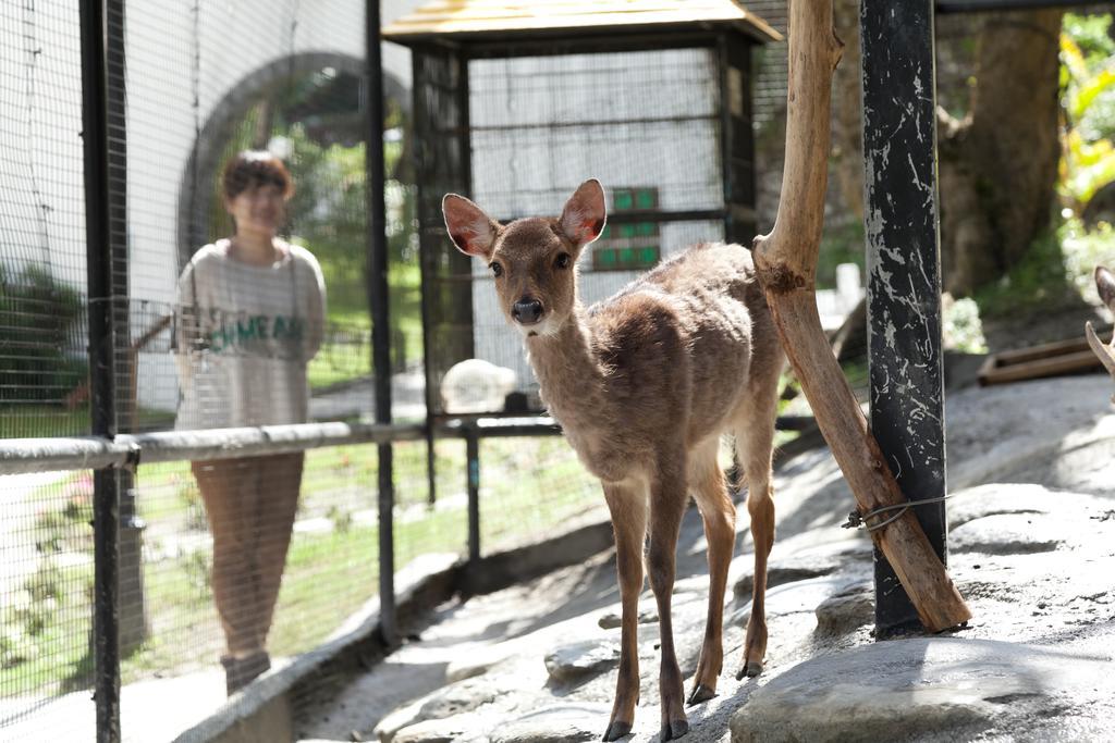 ホテル ロイヤル チーペン Wenquan エクステリア 写真 A young deer at the zoo